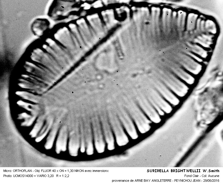 SURIRELLA BRIGHTWELLII W.Smith #45920