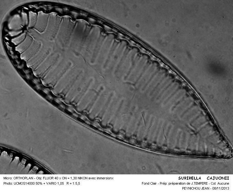 SURIRELLA CAPRONII #34669