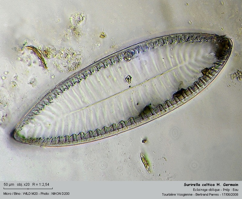 Surirella celtica H. Germain #4746