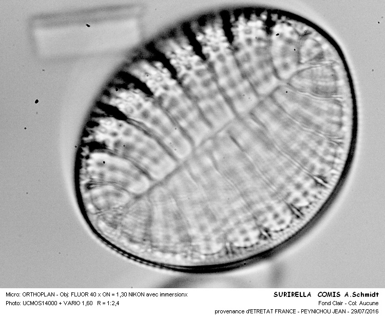SURIRELLA COMIS A.Schmidt #46297
