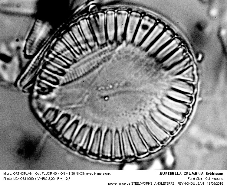 SURIRELLA CRUMENA Brébisson #45255