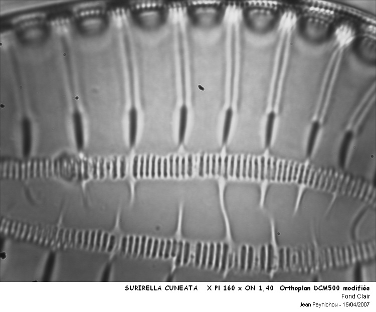 SURIRELLA CUNEATA #31605