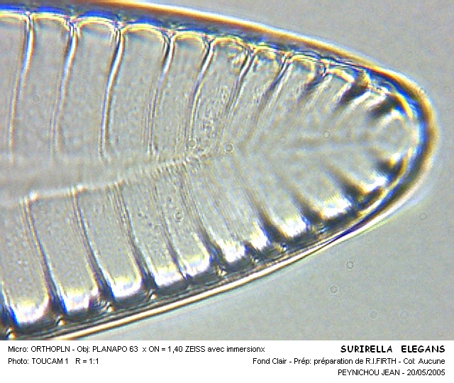 SURIRELLA ELEGANS #31604