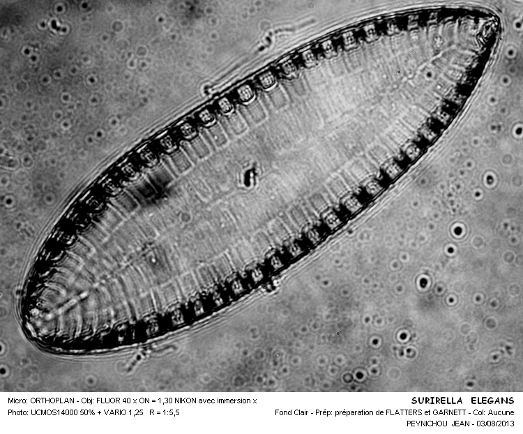 SURIRELLA ELEGANS #38064