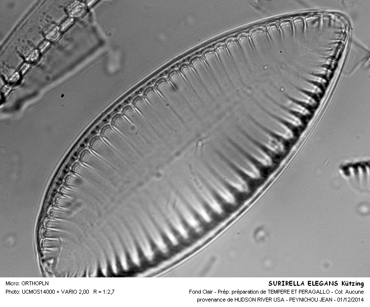 SURIRELLA ELEGANS #39904