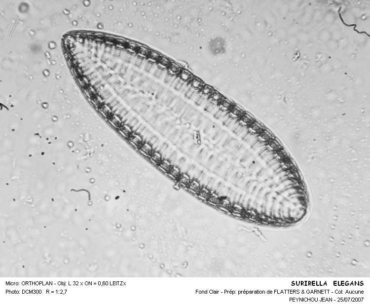 SURIRELLA ELEGANS #31602