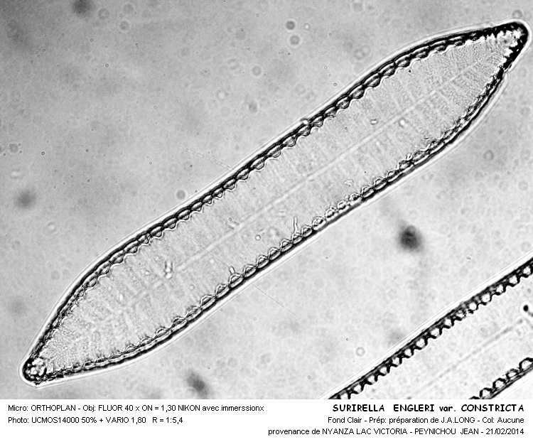 SURIRELLA ENGLERI var. CONSTRICTA #36429