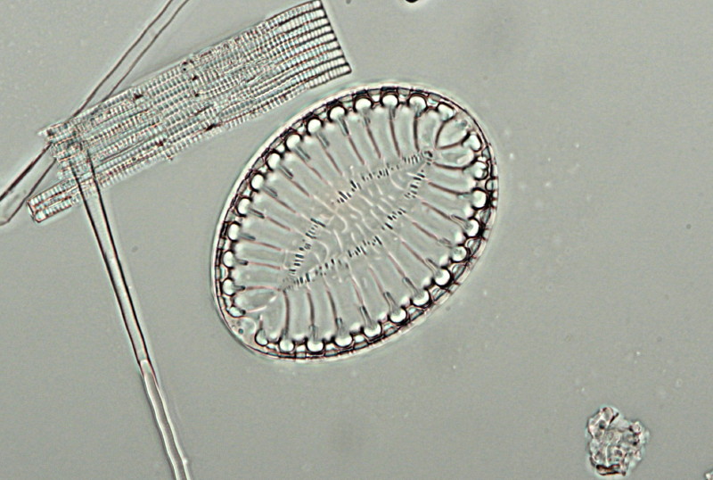 SURIRELLA FASTUOSA ROBUSTA Schmidt #40015