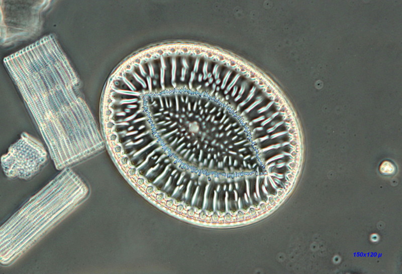 SURIRELLA FASTUOSA ROBUSTA Schmidt #40014