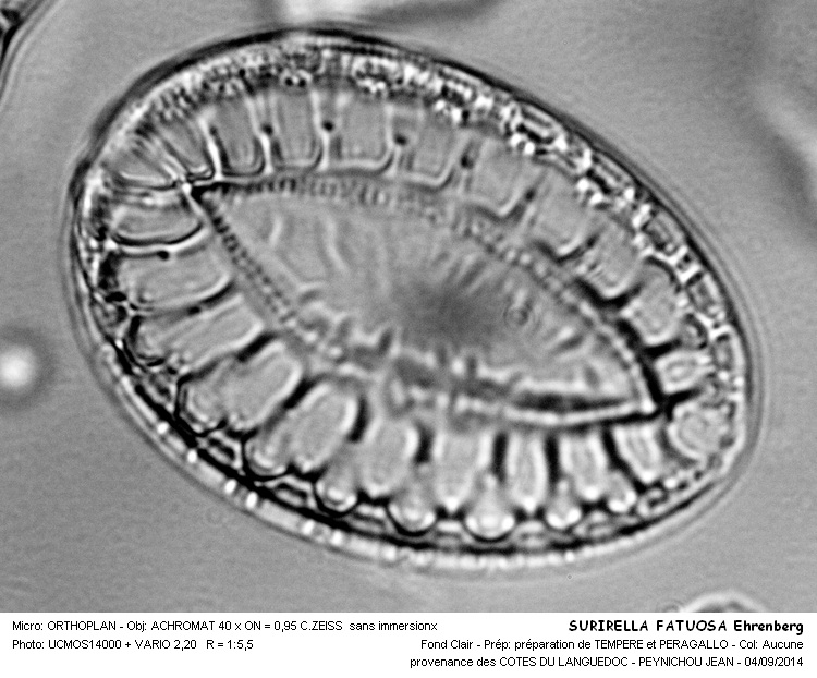 SURIRELLA FASTUOSA Ehrenberg #38787