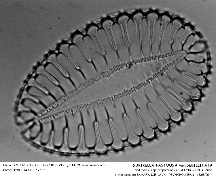 SURIRELLA FASTUOSA var.DEBBILETATA #37878