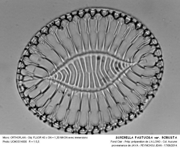 SURIRELLA FASTUOSA var. ROBUSTA #37901