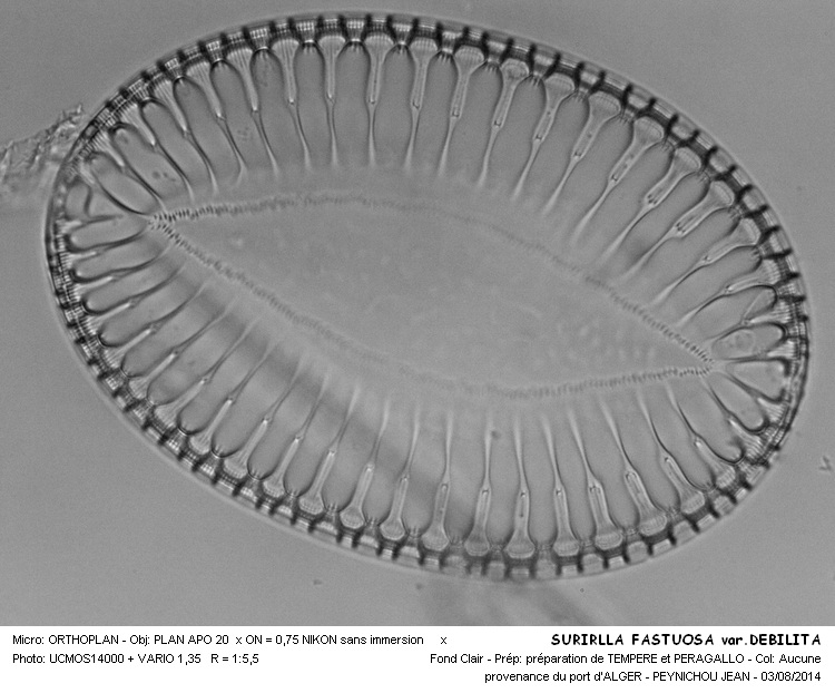 SURIRELLA FASTUOSA var. DEBILITA #38414
