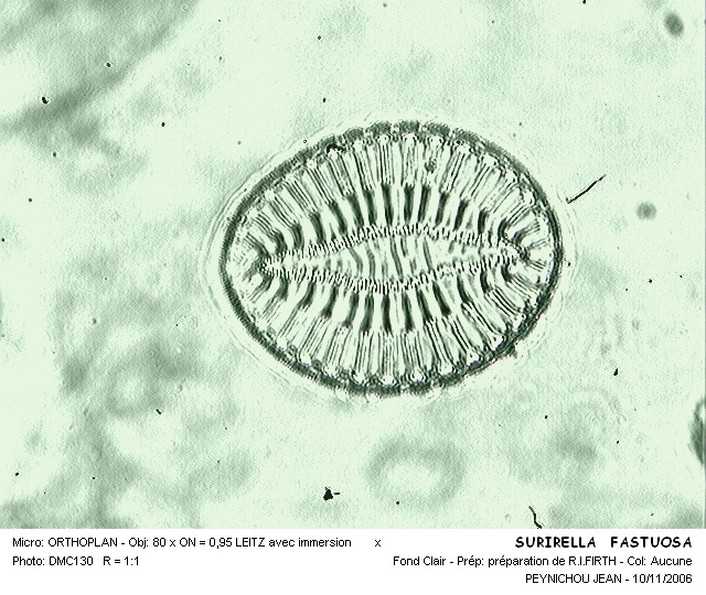 SURIRELLA FASTUOSA #31599
