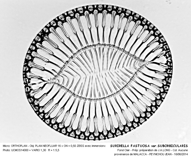 SURIRELLA FASTUOSA var. SUBORBICULARIS #37892