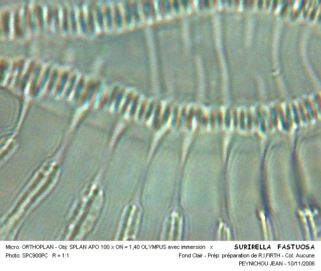 SURIRELLA FASTUOSA #31600