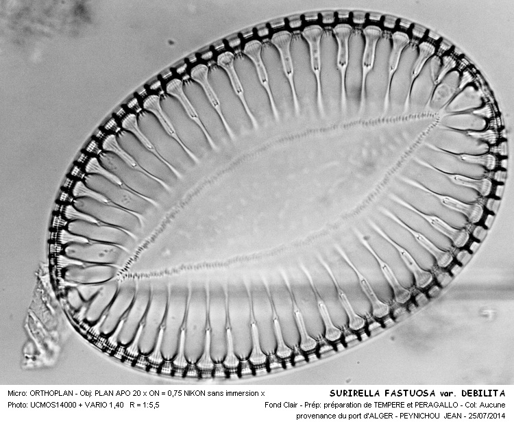 SURIRELLA FASTUOSA var. DEBILITA #38298