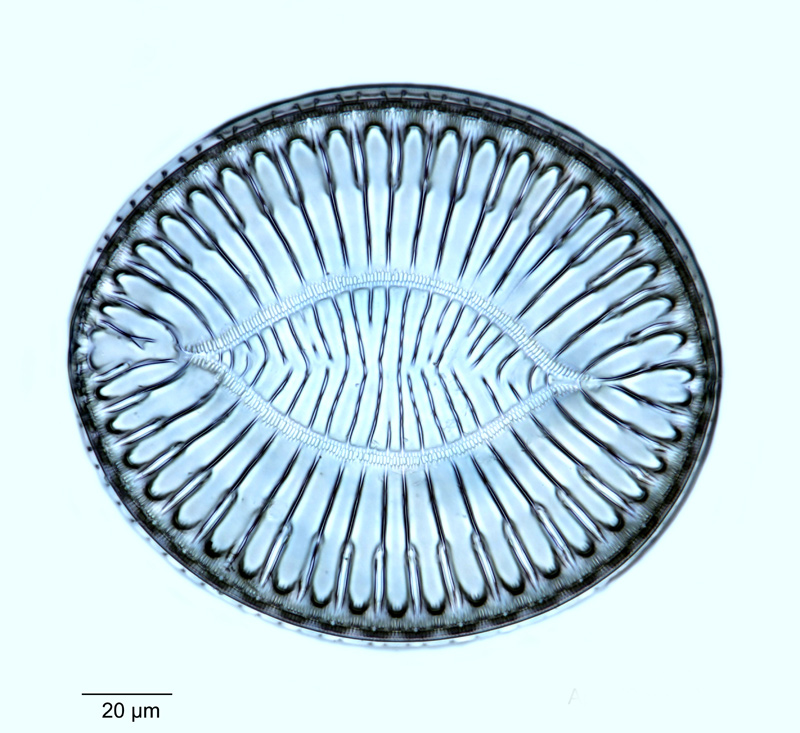 Surirella fastuosa var. spinulifera #51320