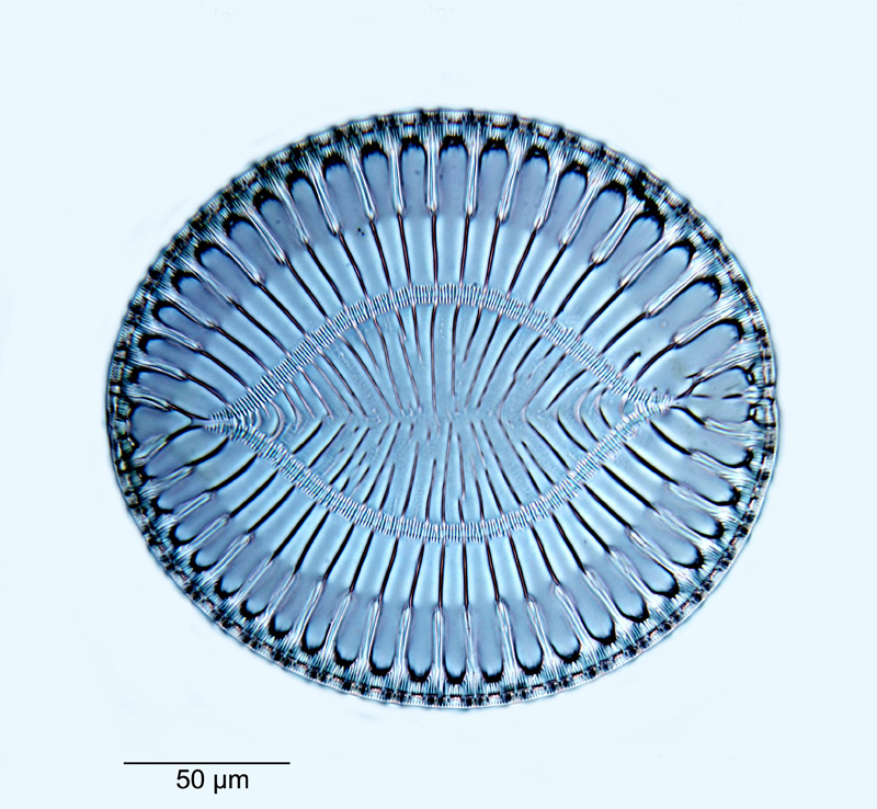 Surirella fastuosa f. suborbicularis #51759