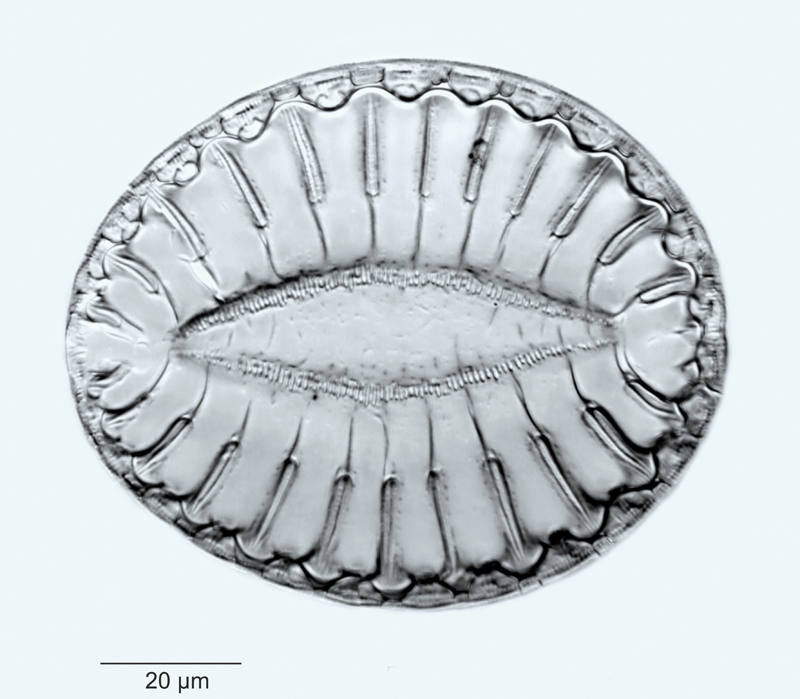 Surirella fastuosa #48518