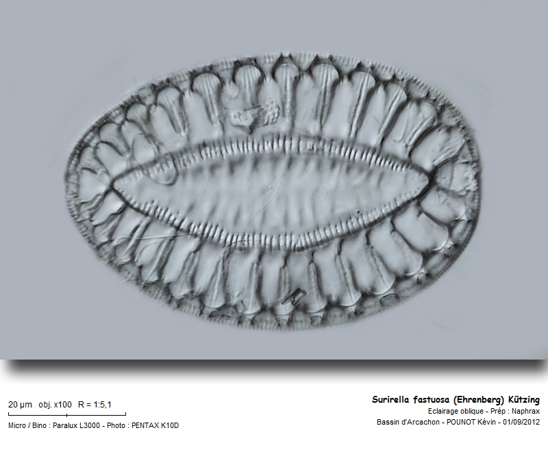 Surirella fastuosa (Ehr.) Kützing #28103