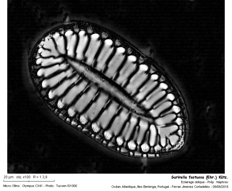 Surirella fastuosa (Ehr.) Kütz. #47180