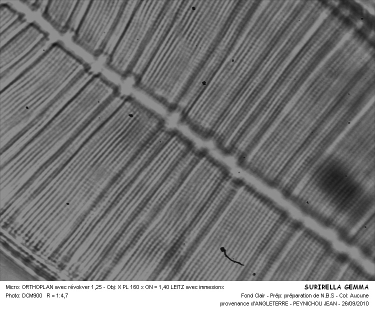 Surirella gemma #38740