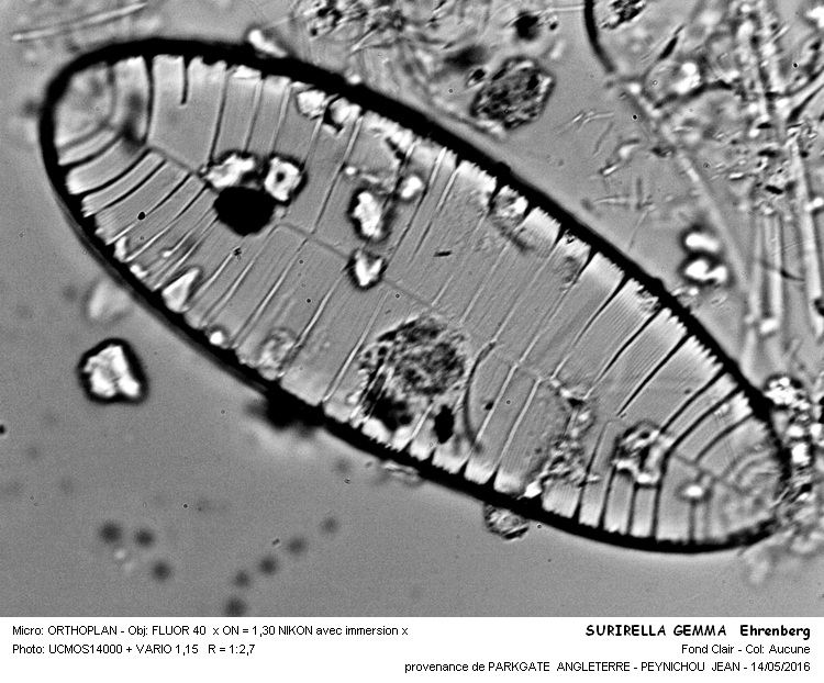SURIRELLA GEMMA Ehrenberg #45150