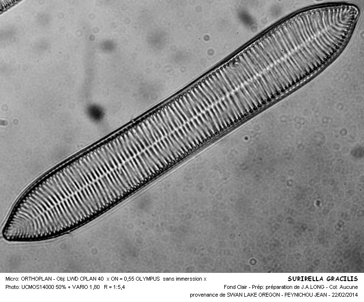 SURIRELLA GRACILIS #36443
