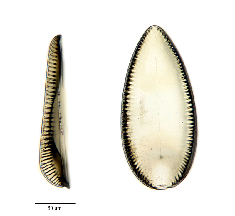 Surirella guatemalensis Ehrenberg #22870