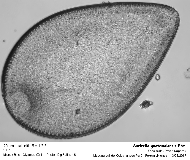 Surirella guatemalensis Ehr. #54008
