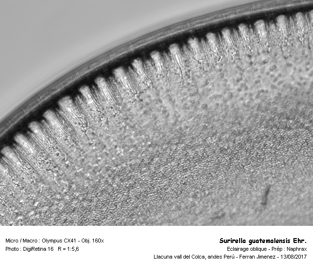 Surirella guatemalensis Ehr. #54009