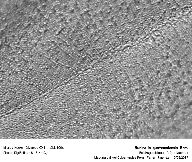 Surirella guatemalensis Ehr. #54010