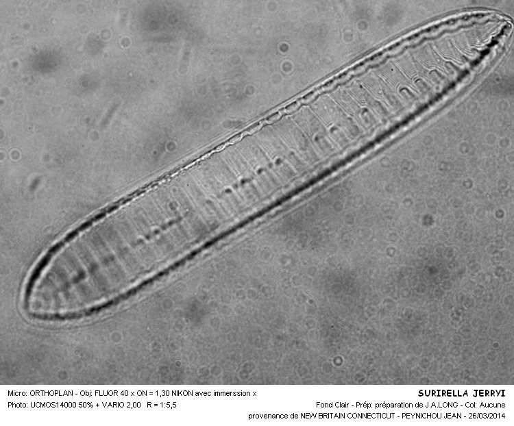 SURIRELLA JERRYI #36930