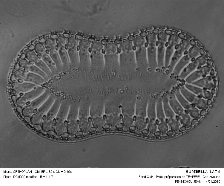 Surirella lata Sm. #14122