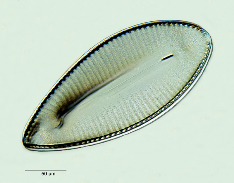Surirella laudata Hustedt #26255