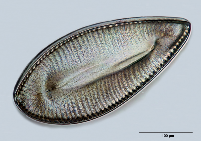 Surirella laudata Hustedt #28501