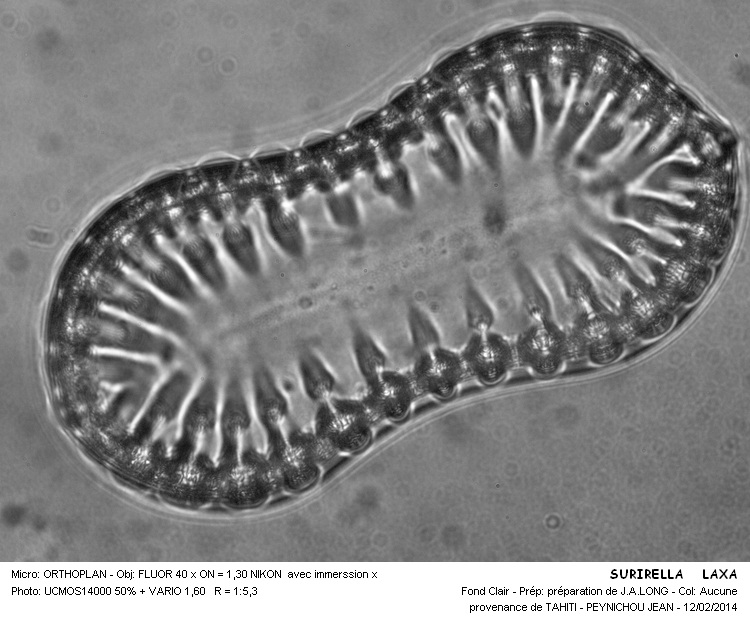 SURIRELLA LAXA #36283