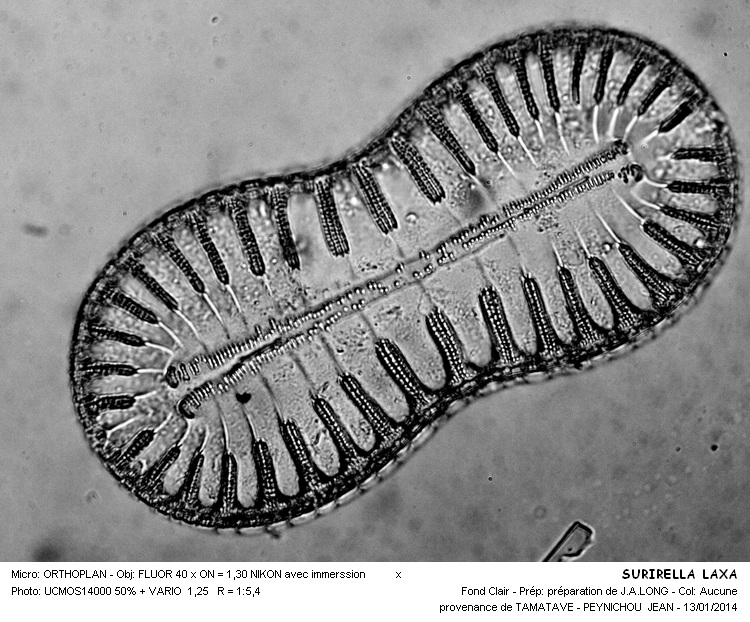 SURIRELLA LAXA #35666