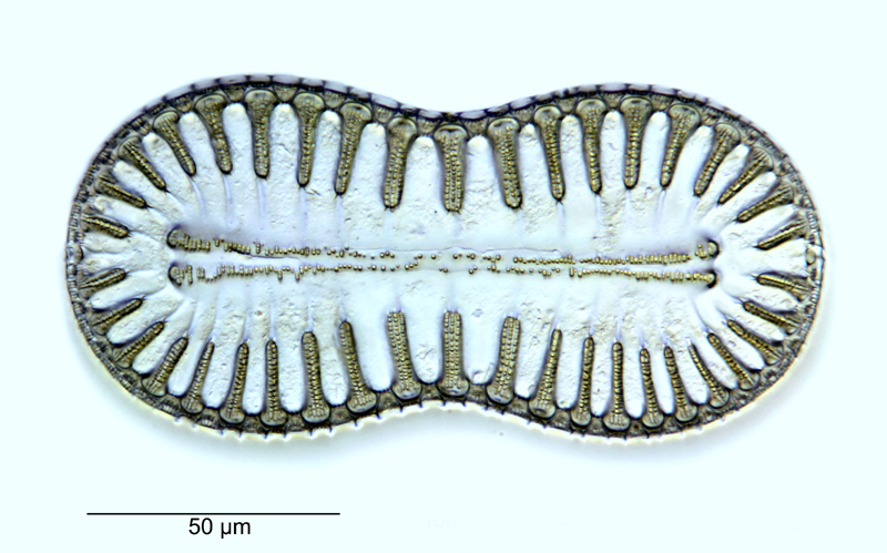 Surirella laxa #51174