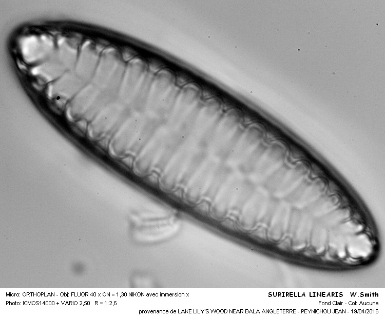 SURIRELLA LILNEARIS  W.Smith #44643