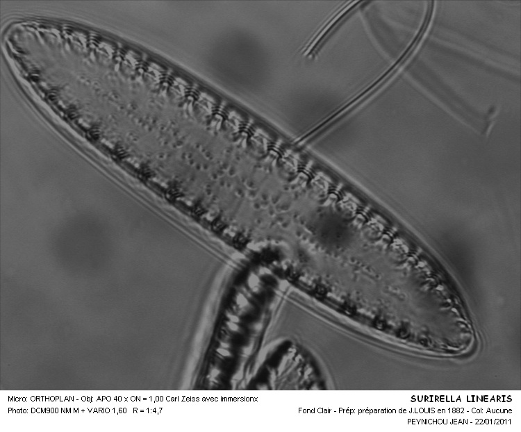 SURIRELLA LINEARIS #31596