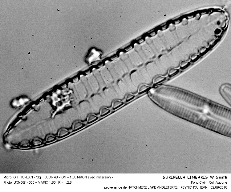 SURIRELLA LINEARIS W.Smith #46745