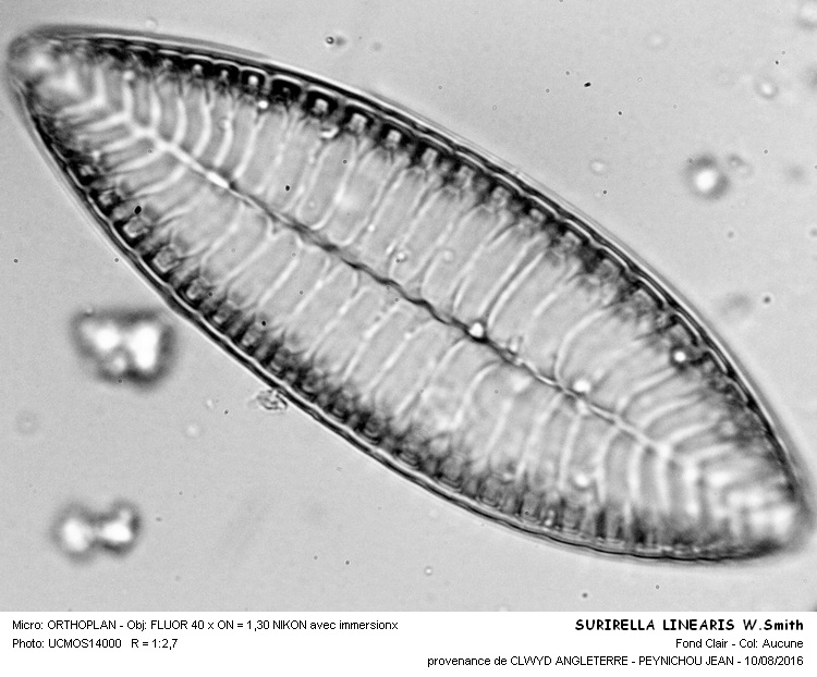 SURIRELLA linearis  W.Smith #46663