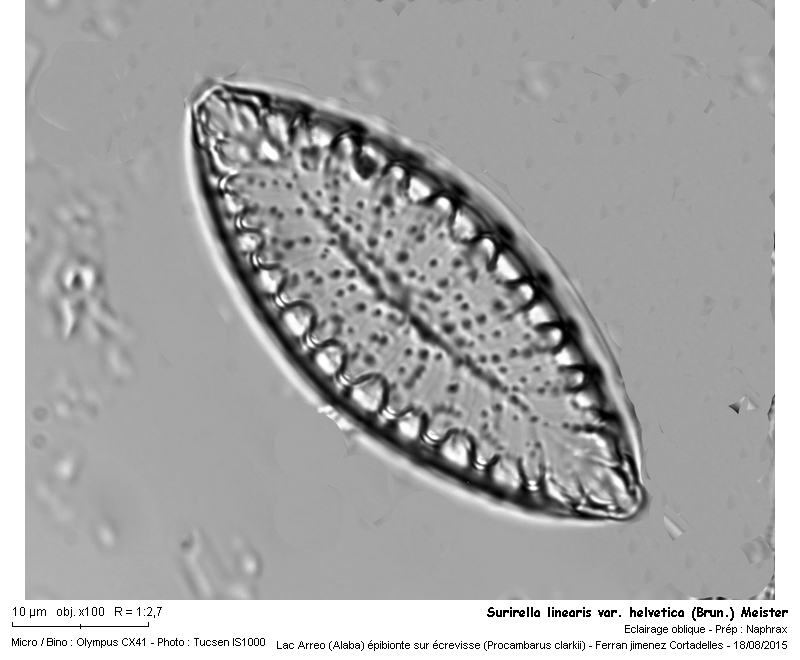 Surirella linearis var. helvetica (Brun.) Meister #43034