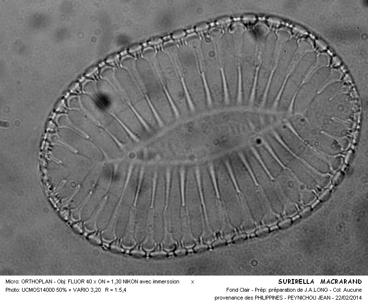 SURIRELLA MACRARAND #36446