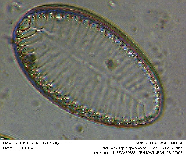 SURIRELLA MALENOTA #31595