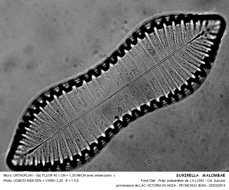 SURIRELLA MALOMBAE #36919