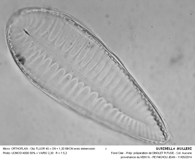 SURIRELLA MULLERI #37504