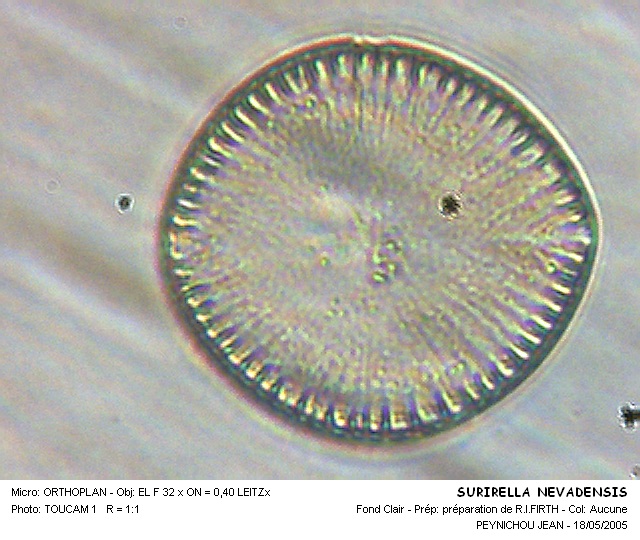 SURIRELLA NEVADENSIS #31592